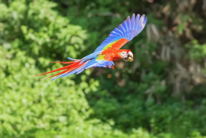 Framed Print : Scarlet Macaw (Ara macao) in flight, Corcovado National Park, Osa Peninsula, Costa Rica
