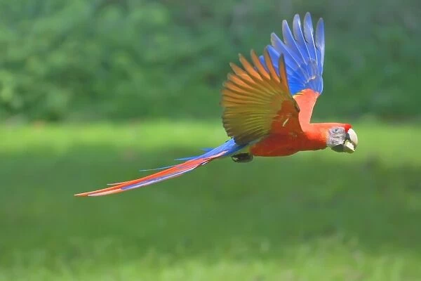 Scarlet macaw (Ara macao) in flight with nut in its beak, Corcovado National Park
