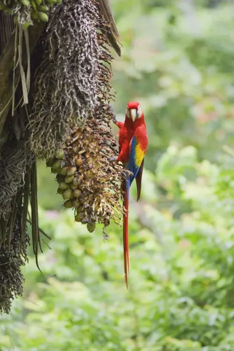 Framed Print : Scarlet Macaw (Ara macao) perching on a tree, Corcovado National Park, Osa Peninsula Framed Print : Scarlet Macaw (Ara macao) perching on a tree, Corcovado National Park, Osa Peninsula