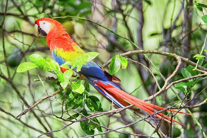 Framed Print : Scarlet Macaw (Ara macao) perching on a tree, Corcovado National Park, Osa Peninsula, Costa Rica Framed Print : Scarlet Macaw (Ara macao) perching on a tree, Corcovado National Park, Osa Peninsula, Costa Rica