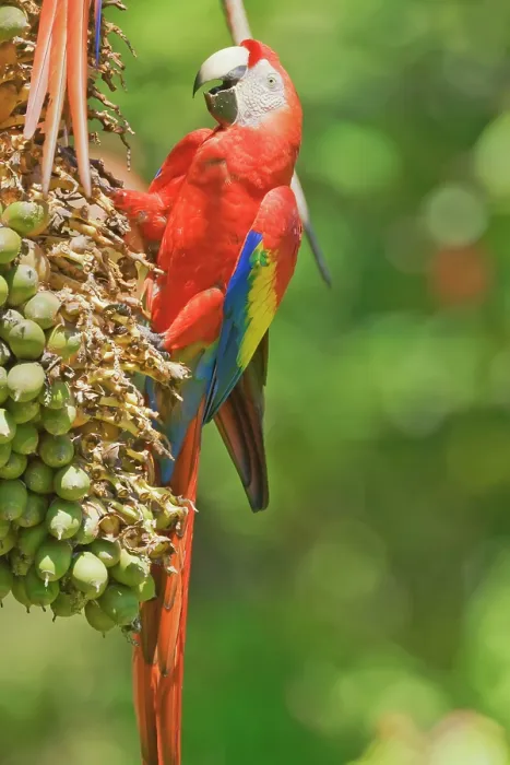 Framed Print : Scarlet Macaw (Ara macao) perching on a tree, Corcovado National Park, Osa Peninsula, Costa Rica Framed Print : Scarlet Macaw (Ara macao) perching on a tree, Corcovado National Park, Osa Peninsula, Costa Rica