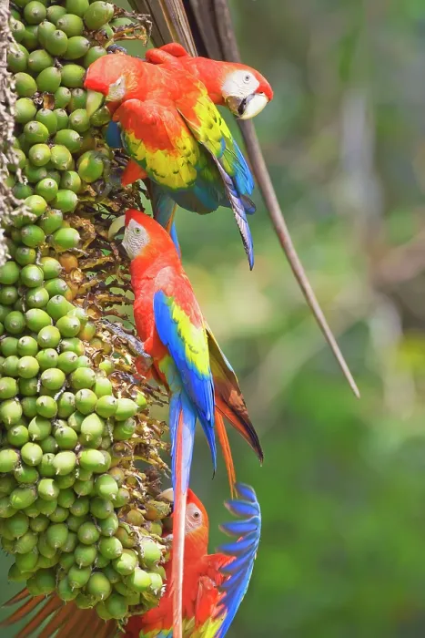 Framed Print : Scarlet Macaws (Ara macao) perching on a tree, Corcovado National Park, Osa Peninsula, Costa Rica Framed Print : Scarlet Macaws (Ara macao) perching on a tree, Corcovado National Park, Osa Peninsula, Costa Rica