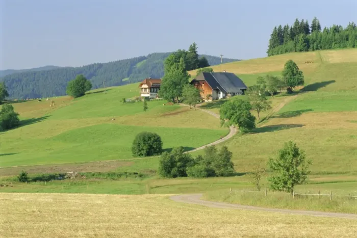 Framed Print : Scene in the Black Forest (Schwarzwald) Framed Print : Scene in the Black Forest (Schwarzwald)