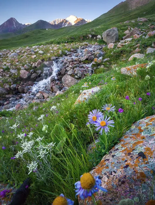 Framed Print : Scenic landscape of wildflowers and a flowing stream in the golden light of early morning, Kyrgyzstan, Central Asia, Asia Framed Print : Scenic landscape of wildflowers and a flowing stream in the golden light of early morning, Kyrgyzstan, Central Asia, Asia