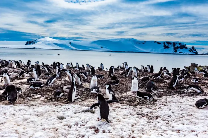 Framed Print : Scenic view of Chin Strap Penguins and glaciers in Antartica Framed Print : Scenic view of Chin Strap Penguins and glaciers in Antartica