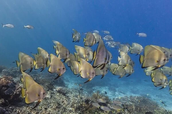 A school of batfish (Platax orbicularis) on Sebayur Island, Komodo Island National Park, Indonesia, Southeast Asia, Asia