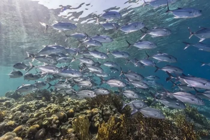 Framed Print : A school of bigeye trevally (Caranx sexfasciatus), Sebayur Island, Komodo Island National Park, Indonesia, Southeast Asia, Asia Framed Print : A school of bigeye trevally (Caranx sexfasciatus), Sebayur Island, Komodo Island National Park, Indonesia, Southeast Asia, Asia