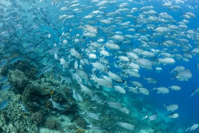 Framed Print : A school of bigeye trevally (Caranx sexfasciatus) on Sebayur Island, Flores Sea, Indonesia, Southeast Asia, Asia