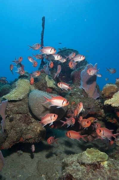 School of blackbar soldierfish (Myripristis jacobus), Dominica, West Indies, Caribbean, Central America