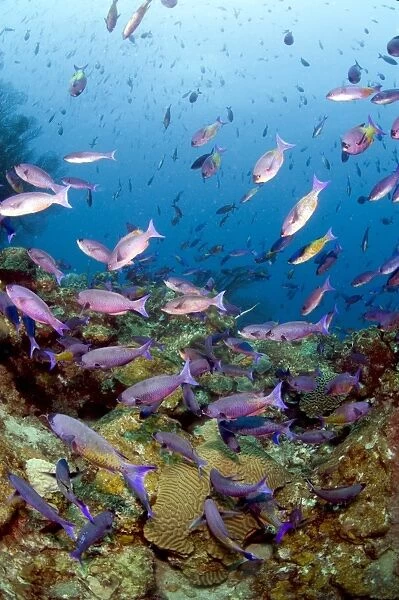 School of creole wrasse (Clepticus parrae), St. Lucia, West Indies, Caribbean, Central America