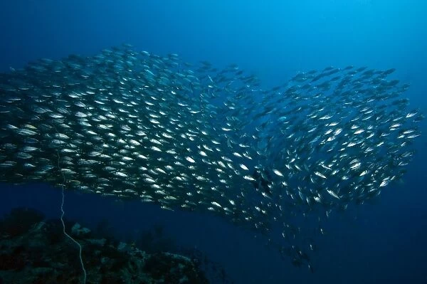 School of fish formed into a heart shape, Thailand, Southeast Asia, Asia