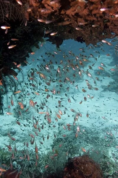 School of glassfish, Komodo, Indonesia, Southeast Asia, Asia