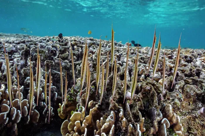 Framed Print : A school of jointed razorfish (Aeoliscus strigatus), in their usual head down formation, off Bangka Island, Indonesia, Southeast Asia, Asia Framed Print : A school of jointed razorfish (Aeoliscus strigatus), in their usual head down formation, off Bangka Island, Indonesia, Southeast Asia, Asia