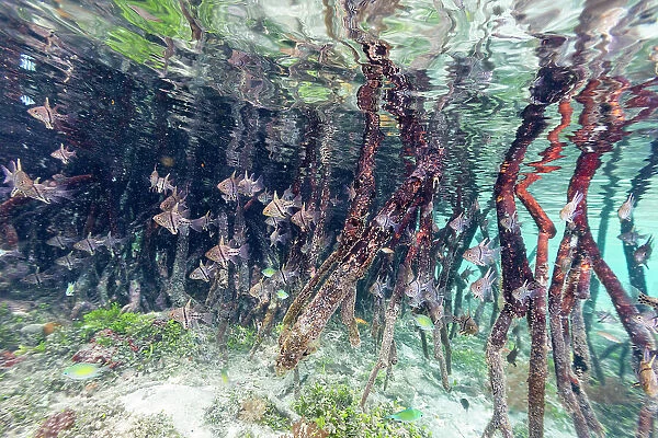 A school of orbicular cardinalfish (Sphaeramia orbicularis), in the mangroves off Wohof Island, Raja Ampat, Indonesia, Southeast Asia