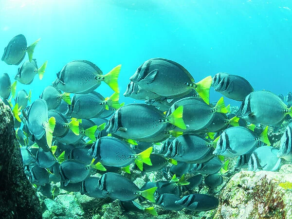 A school of razor surgeonfish (Prionurus laticlavius), on the reef at Fernandina Island, Galapagos Islands, UNESCO World Heritage Site, Ecuador, South America