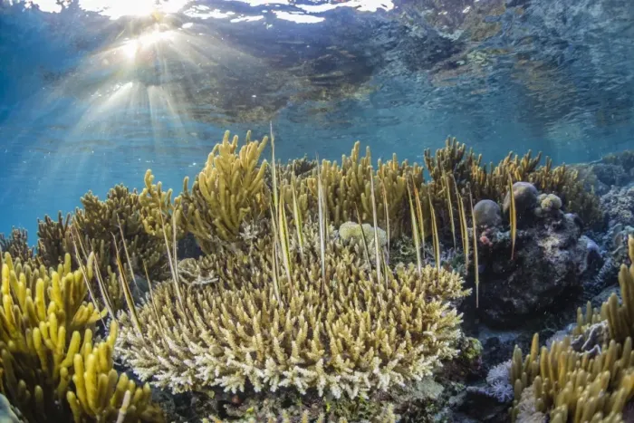 Framed Print : A school of razorfish (Aeoliscus strigatus), suspended upside down on Sebayur Island Framed Print : A school of razorfish (Aeoliscus strigatus), suspended upside down on Sebayur Island