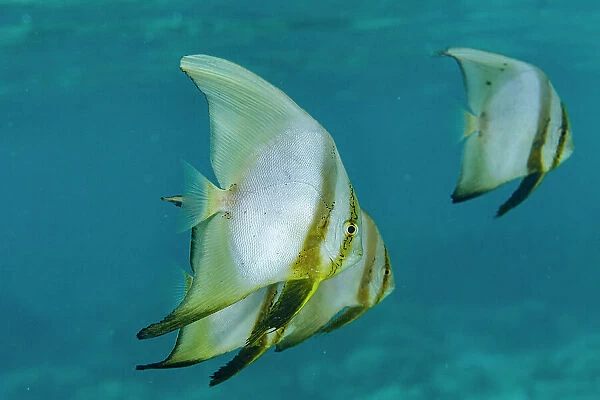 A school of round batfish (Platax orbicularis), off the reef on Bangka Island, near Manado, Indonesia, Southeast Asia