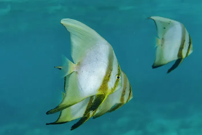 Framed Print : A school of round batfish (Platax orbicularis), off the reef on Bangka Island, near Manado, Indonesia, Southeast Asia Framed Print : A school of round batfish (Platax orbicularis), off the reef on Bangka Island, near Manado, Indonesia, Southeast Asia