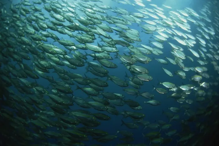 Framed Print : School of smooth tailed trevally near the jetty Framed Print : School of smooth tailed trevally near the jetty