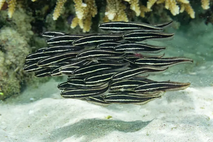 Framed Print : A school of striped catfish (Plotosus lineatus), off the reef on Bangka Island, near Manado, Indonesia, Southeast Asia Framed Print : A school of striped catfish (Plotosus lineatus), off the reef on Bangka Island, near Manado, Indonesia, Southeast Asia