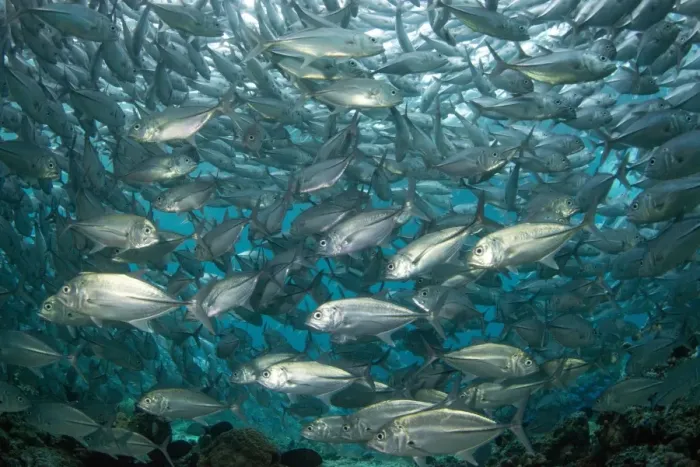 Framed Print : Schooling Bigeye trevally (Caranx sexfasciatus) (jacks), Sipadan Island, Celebes Sea, Sabah, Malaysia, Southeast Asia, Asia Framed Print : Schooling Bigeye trevally (Caranx sexfasciatus) (jacks), Sipadan Island, Celebes Sea, Sabah, Malaysia, Southeast Asia, Asia