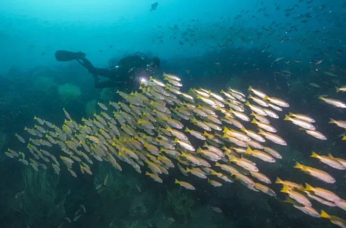 Framed Print : Schooling yellowtails, Dimaniyat Islands, Gulf of Oman, Oman, Middle East Framed Print : Schooling yellowtails, Dimaniyat Islands, Gulf of Oman, Oman, Middle East