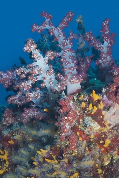 Scleronephthya, soft coral, Southern Thailand, Andaman Sea, Indian Ocean, Southeast Asia, Asia