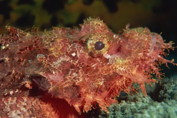 Framed Print : Scorpion fish (Scorpaenopsis) have venomous spines for defence, Similan Islands Framed Print : Scorpion fish (Scorpaenopsis) have venomous spines for defence, Similan Islands