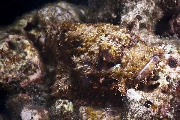Scorpionfish (bearded scorpionfish) (Scorpaenopis barbatus), Southern Thailand, Andaman Sea, Indian Ocean, Southeast Asia, Asia