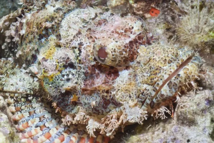 Framed Print : Scorpionfish (Scorpaenopsis), Southern Thailand, Andaman Sea, Indian Ocean, Southeast Asia, Asia Framed Print : Scorpionfish (Scorpaenopsis), Southern Thailand, Andaman Sea, Indian Ocean, Southeast Asia, Asia