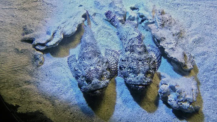 Framed Print : Scorpionfish, Tampa Aquarium, United States of America