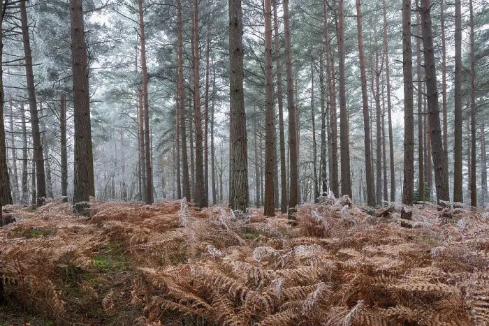 Framed Print : Scots pine (pinus sylvestris) trees and orange bracken in freezing fog, Bucklebury Common, near Newbury, Berkshire, England, United Kingdom, Europe Framed Print : Scots pine (pinus sylvestris) trees and orange bracken in freezing fog, Bucklebury Common, near Newbury, Berkshire, England, United Kingdom, Europe