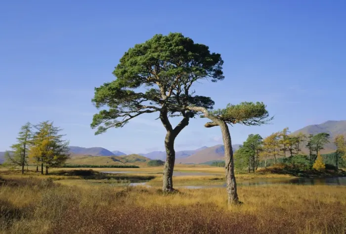 Framed Print : Scots Pine Trees Framed Print : Scots Pine Trees