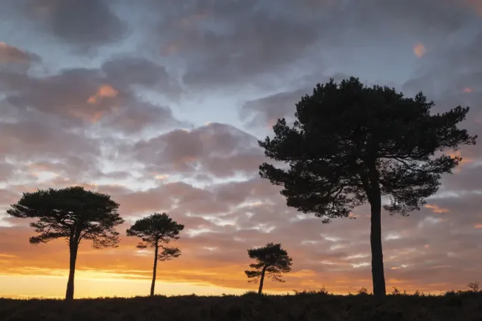Framed Print : Scots Pine trees silhouetted against a sunset sky on New Forest heathland, Hampshire Framed Print : Scots Pine trees silhouetted against a sunset sky on New Forest heathland, Hampshire