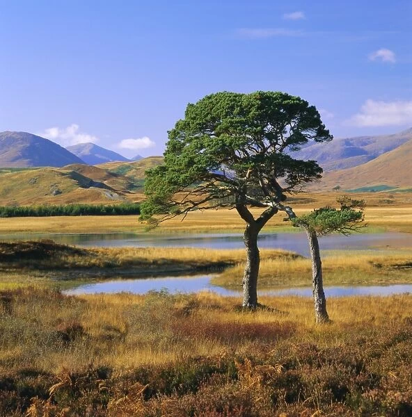 Scots pines at Loch Tulla