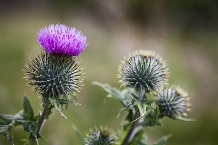 Framed Print : Scottish thistle near Dunnottar Castle, Stonehaven, Aberdeenshire, Scotland, United Kingdom, Europe Framed Print : Scottish thistle near Dunnottar Castle, Stonehaven, Aberdeenshire, Scotland, United Kingdom, Europe