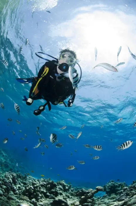 Framed Print : One scuba diver diving in shallow water, surrounded by fish, Ras Mohammed National Park, Red Sea, Egypt, North Africa, Africa Framed Print : One scuba diver diving in shallow water, surrounded by fish, Ras Mohammed National Park, Red Sea, Egypt, North Africa, Africa