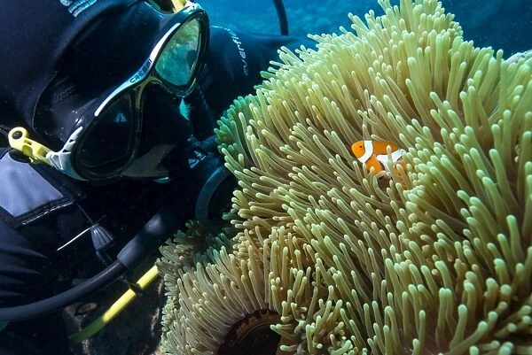 Scuba diver with False clown anenomefish (Amphiprion ocellaris) and anemone, Magnificent