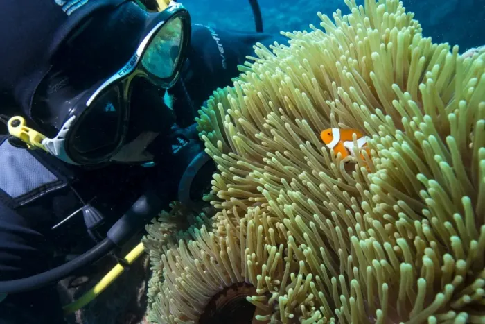 Framed Print : Scuba diver with False clown anenomefish (Amphiprion ocellaris) and anemone, Magnificent Framed Print : Scuba diver with False clown anenomefish (Amphiprion ocellaris) and anemone, Magnificent