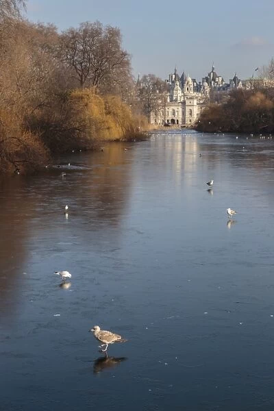 Sea birds (gulls) on ice covered frozen lake with Westminster backdrop in winter, St. Jamess Park, London, England, United Kingdom, Europe
