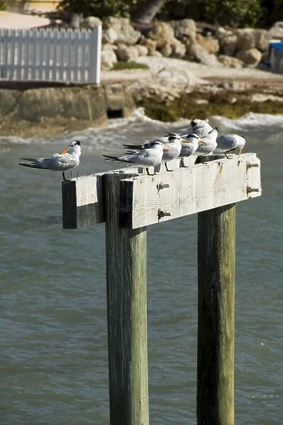Sea birds on post