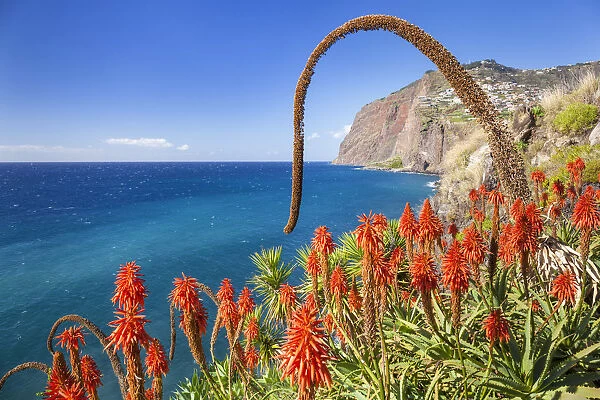 The sea cliff headland Cabo Girao with red Kranz aloe (Aloe arborescens) and Agave attenuata