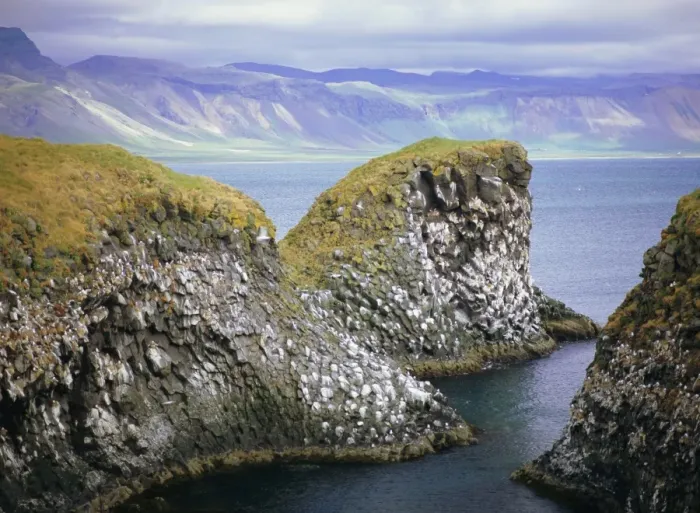 Framed Print : Sea cliff nesting sites in the columnar basalt for Framed Print : Sea cliff nesting sites in the columnar basalt for