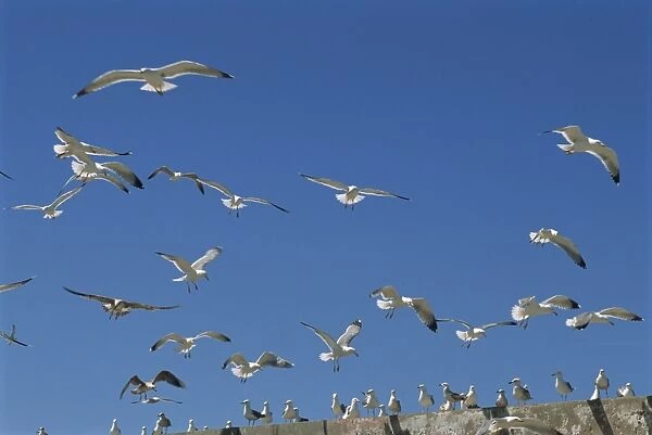 Sea gulls, Essaouira, Morocco, North Africa, Africa
