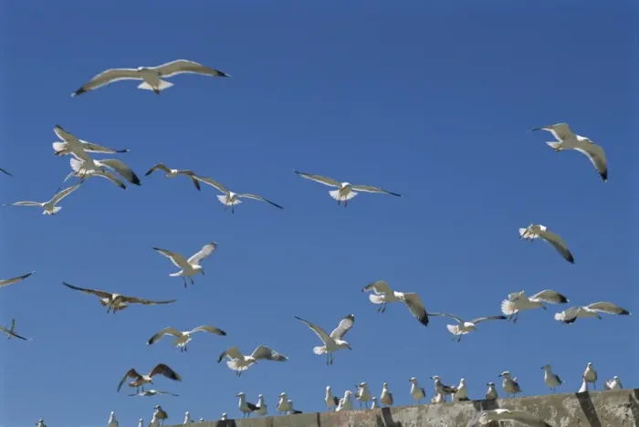 Framed Print : Sea gulls, Essaouira, Morocco, North Africa, Africa Framed Print : Sea gulls, Essaouira, Morocco, North Africa, Africa