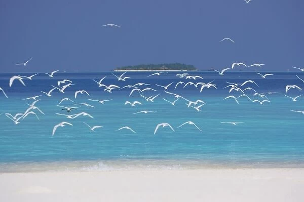 Sea gulls and resort, the Maldives, Indian Ocean