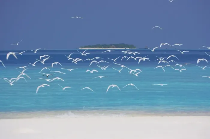 Framed Print : Sea gulls and resort, the Maldives, Indian Ocean Framed Print : Sea gulls and resort, the Maldives, Indian Ocean