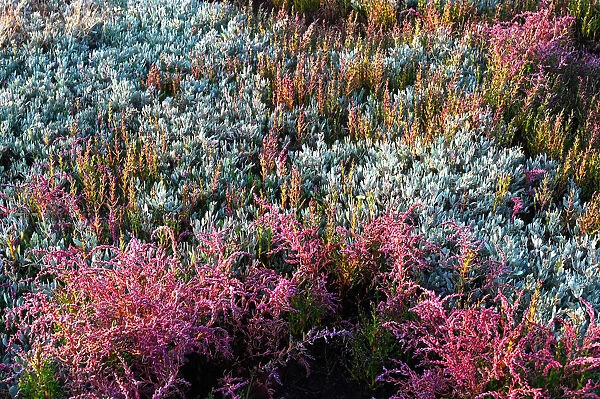 Sea Lavender and various beautiful coloured heathers growing wild in the sand dunes