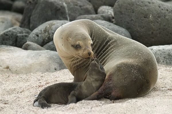 Sea lion and pup, Santa Cruz Island, Galapagos, Ecuador, South America