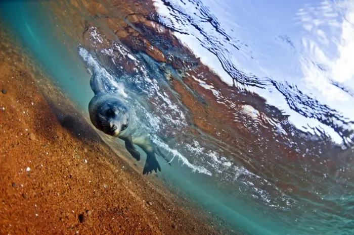 Framed Print : A sea lion in the shallow waters around Rabida Island, Galapagos, Ecuador, South America Framed Print : A sea lion in the shallow waters around Rabida Island, Galapagos, Ecuador, South America